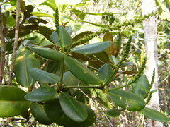 Dendrocousinsia spicata