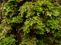 Isopterygium limatum