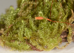 Isopterygium limatum