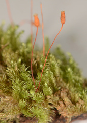 Isopterygium limatum