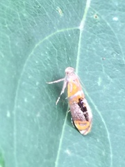Schiffermuelleria imogena