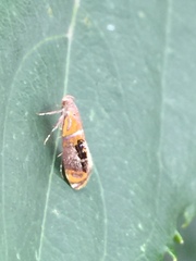 Schiffermuelleria imogena
