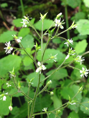 Micranthes micranthidifolia