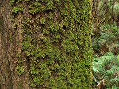 Isopterygium limatum