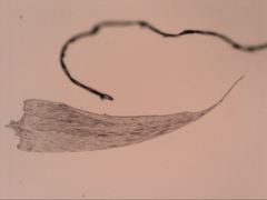 Isopterygium limatum