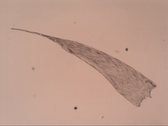 Isopterygium limatum