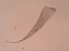 Isopterygium limatum