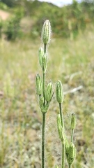 Silene drummondii