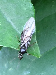 Lasius japonicus