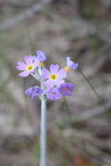 Primula laurentiana