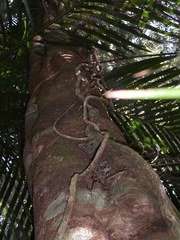 Knightia excelsa