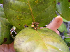Psidium harrisianum