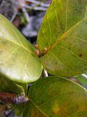 Psidium harrisianum