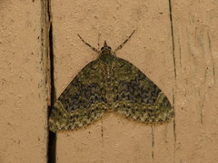 Acasis viretata