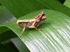 Parapodisma setouchiensis