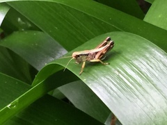 Parapodisma setouchiensis