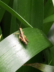 Parapodisma setouchiensis