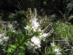 Veronica topiaria