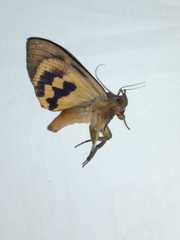 Lepidoptera