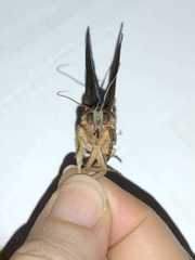 Lepidoptera