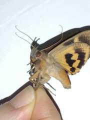 Lepidoptera