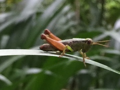 Parapodisma setouchiensis