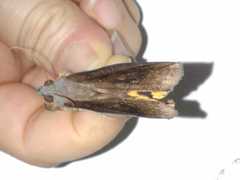 Lepidoptera