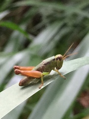Parapodisma setouchiensis