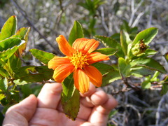 Bidens clarendonensis