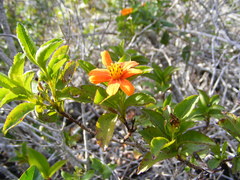 Bidens clarendonensis