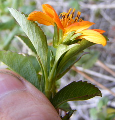 Bidens clarendonensis