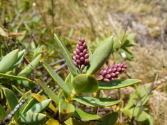 Veronica topiaria