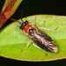 Sawflies, Horntails, and Wood Wasps - Photo (c) Jason Michael Crockwell, some rights reserved (CC BY-NC-ND)