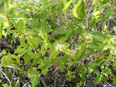 Viburnum alpinum