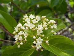 Viburnum alpinum