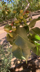 Pistacia vera