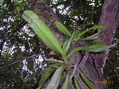 Cyrtorchis arcuata arcuata