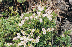 Veronica topiaria