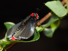 Pyrrhopyge charybdis