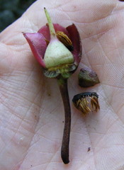 Ternstroemia calycina