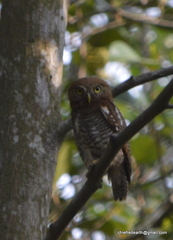 Glaucidium radiatum