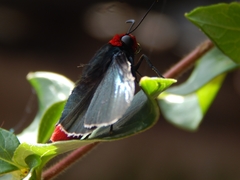 Pyrrhopyge charybdis