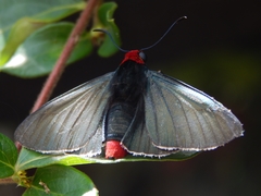 Pyrrhopyge charybdis