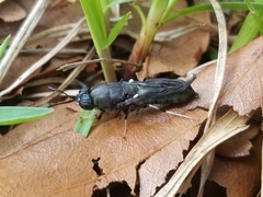 Hermetia sexmaculata