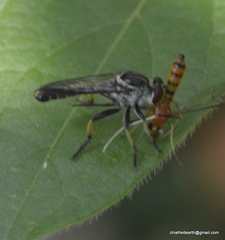 Ommatiini