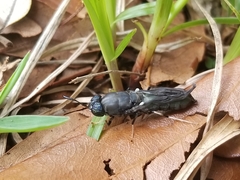 Hermetia sexmaculata