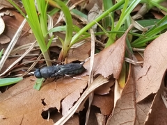 Hermetia sexmaculata