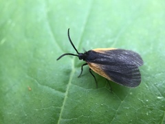 Pyromorpha dimidiata