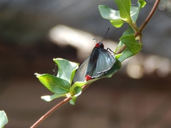 Pyrrhopyge charybdis