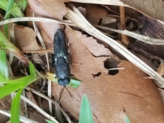 Hermetia sexmaculata